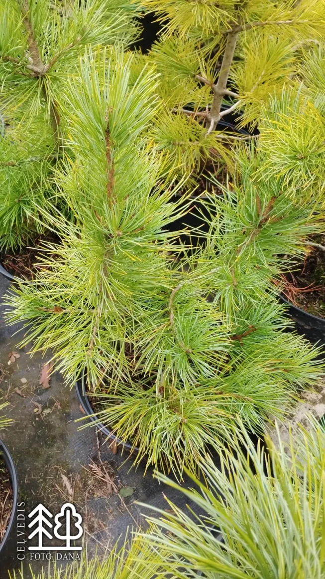 Pinus cembra